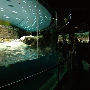 Antarctic Penguin Exhibit at Loro Parque, 08/11/10