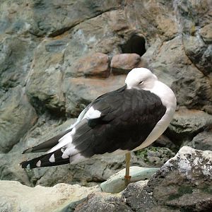 Lesser Black-backed Gull at Loro Parque, 08/11/10