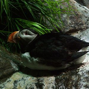 Atlantic Puffin at Loro Parque, 08/11/10