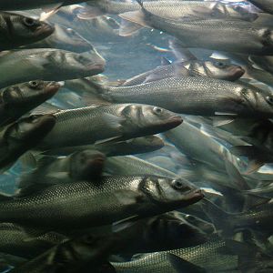 Shoaling Fish Display at Loro Parque, 08/11/10