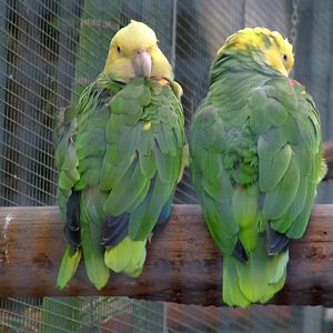 Tres Marias Amazons at Loro Parque, 08/11/10