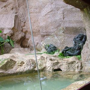 Chimpanzee Viewing at Loro Parque, 08/11/10