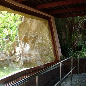 Chimpanzee Viewing at Loro Parque, 08/11/10