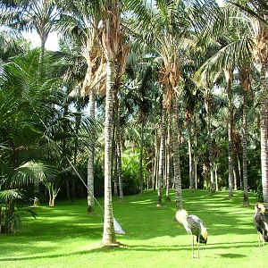 Crowned Cranes at Loro Parque, 08/11/10