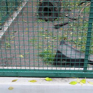 Honey Badger Nov 2010