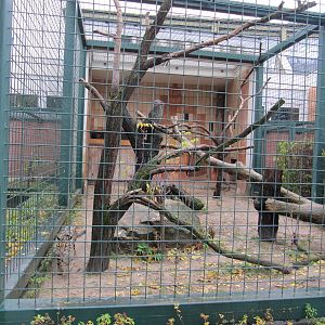 Clouded Leopard Nov 2010