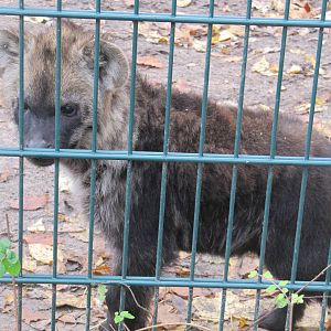 spotted hyena nov 2010