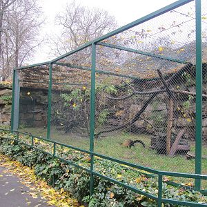 yellow throated marten nov 2010