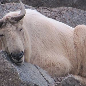 Golden Takin nov 2010