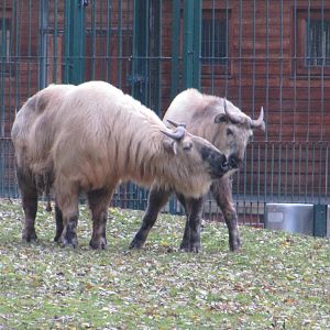 Sichuan Takin nov 2010
