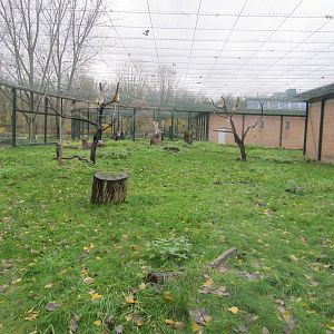 Patas monkey nov 2010