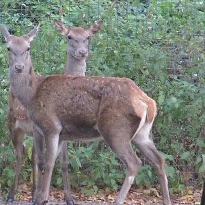 Barbary Stag nov 2010