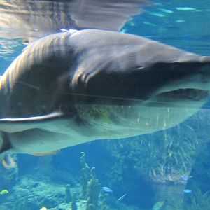 Sand Tiger Shark  nov 2010