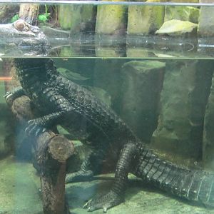Cuvier's Dwarf Caiman nov 2010