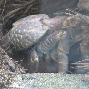 Coconut Crab nov 2010