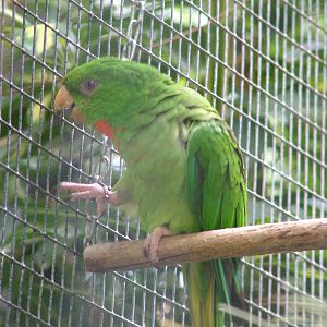 Red-throated Conure at Loro Parque, 08/11/10