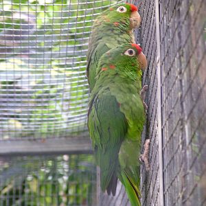 Finsch's Conure at Loro Parque, 08/11/10