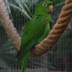 White-eyed Conure at Loro Parque, 08/11/10
