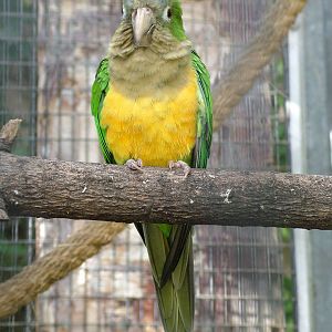 Cactus Conure at Loro Parque, 08/11/10