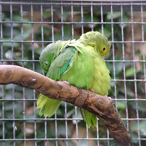 Blue-winged Parrotlets at Loro Parque, 08/11/10