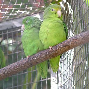 Amazon Green-rumped Parrotlet at Loro Parque, 08/11/10