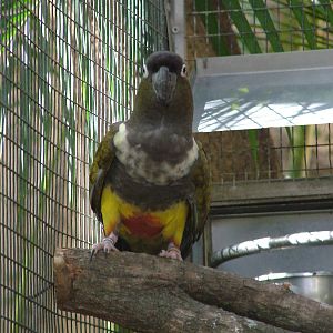 Greater Patagonian Conure at Loro Parque, 08/11/10