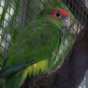 Pileated Parrot at Loro Parque, 08/11/10
