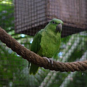 Short-tailed Parrot at Loro Parque, 08/11/10