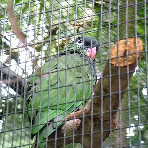 Coral-billed Parrot at Loro Parque, 08/11/10