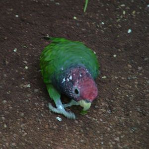 Plum-crowned Parrot at Loro Parque, 08/11/10