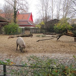 Bearded Pig nov 2010