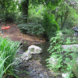 South American Aviary july 2010