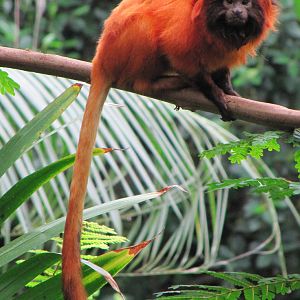 Golden Lion Tamarin july 2010