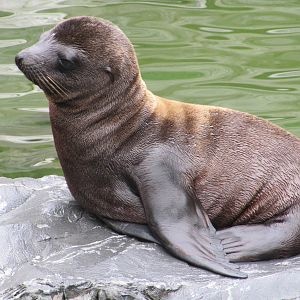 Sea Lion july 2010