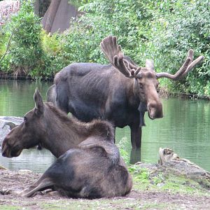 Moose july 2010