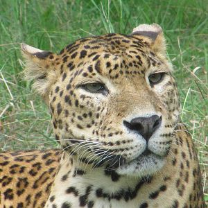 Amur Leopard july 2010