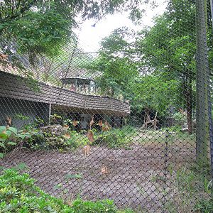Amur Leopard july 2010