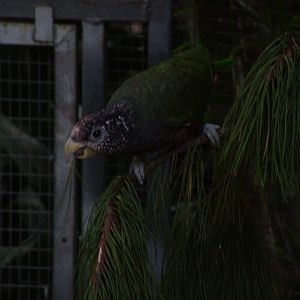 White-headed Parrot at Loro Parque, 08/11/10