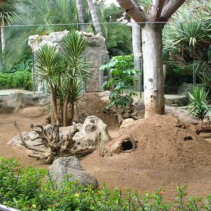 Meerkat Exhibit at Loro Parque, 08/11/10