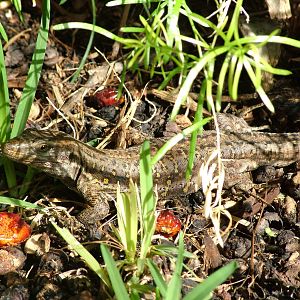 Tenerife Lizard (wild) at Loro Parque, 08/11/10
