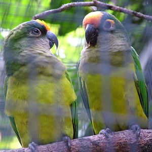 Peach-fronted Conure at Loro Parque, 08/11/10