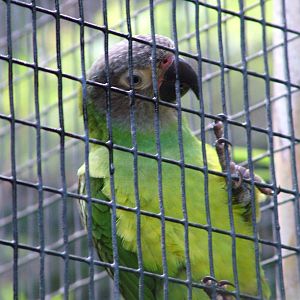 Dusky-headed Conure at Loro Parque, 08/11/10