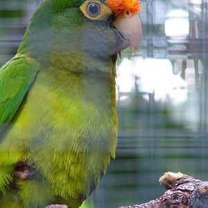 South Mexican Petz's Conure at Loro Parque, 08/11/10