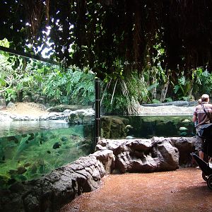 Alligator Exhibit at Loro Parque, 08/11/10