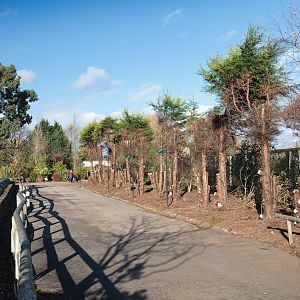 Tree Work - 13/11/2010