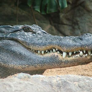 American Alligator at Loro Parque, 08/11/10