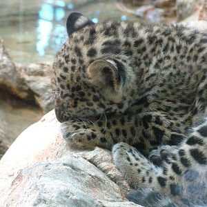 Jaguar cub at Loro Parque, 08/11/10