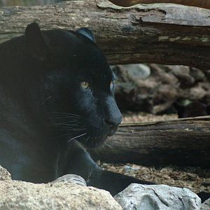 Jaguars at Loro Parque, 08/11/10