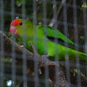 Black-winged Lovebird at Loro Parque, 08/11/10