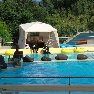Bottle-feeding a Killer Whale Calf at Loro Parque, 08/11/10